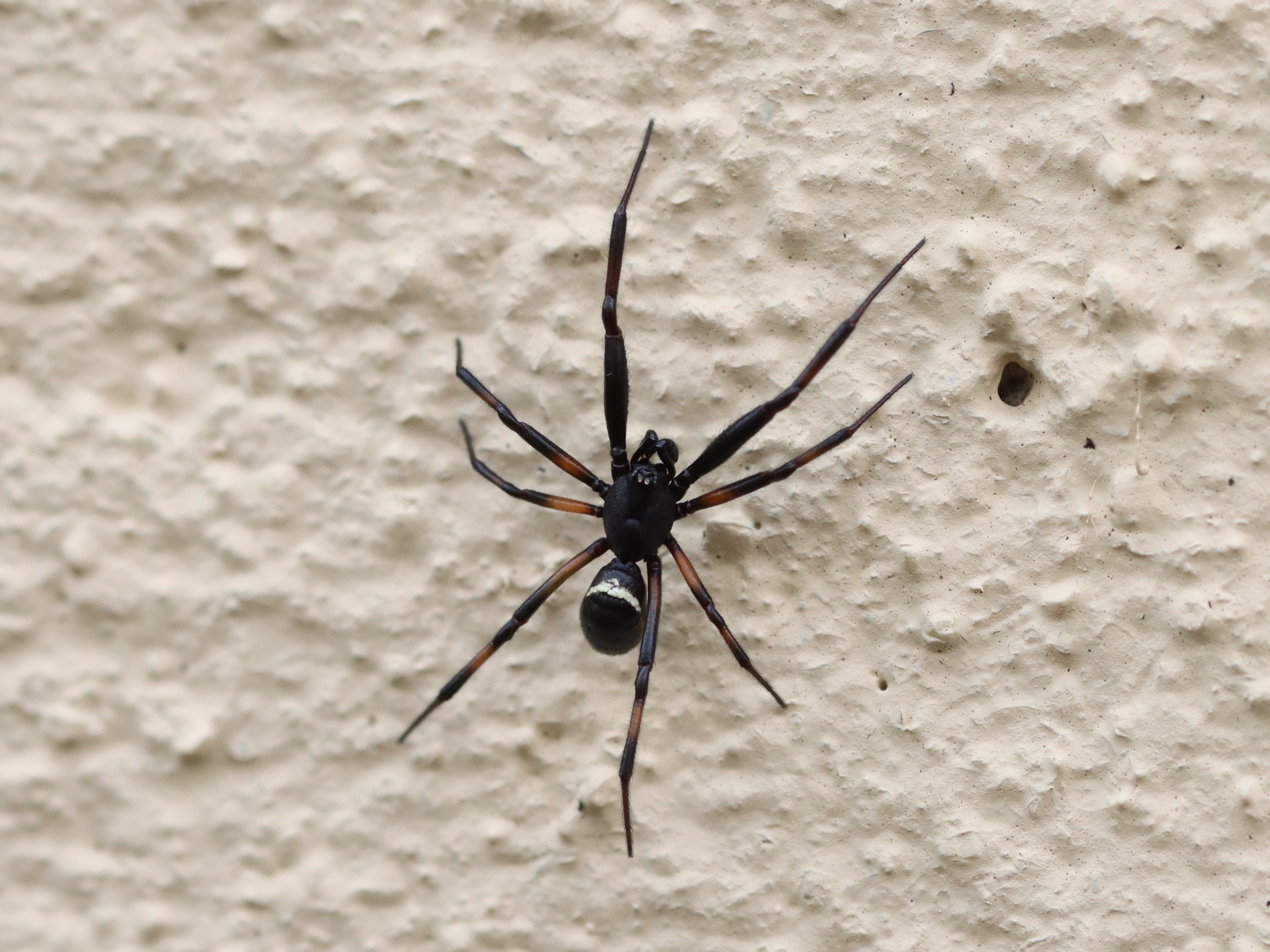 ハンゲツオスナキグモ